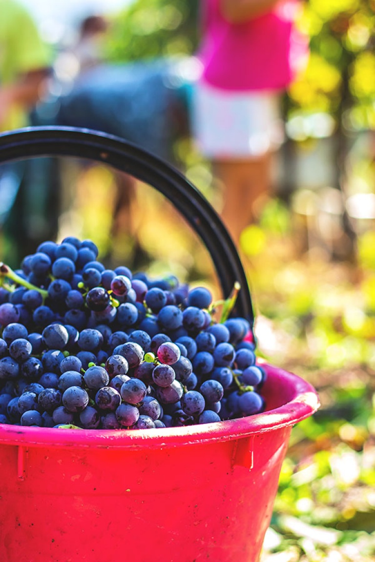 uva per vino analcolico